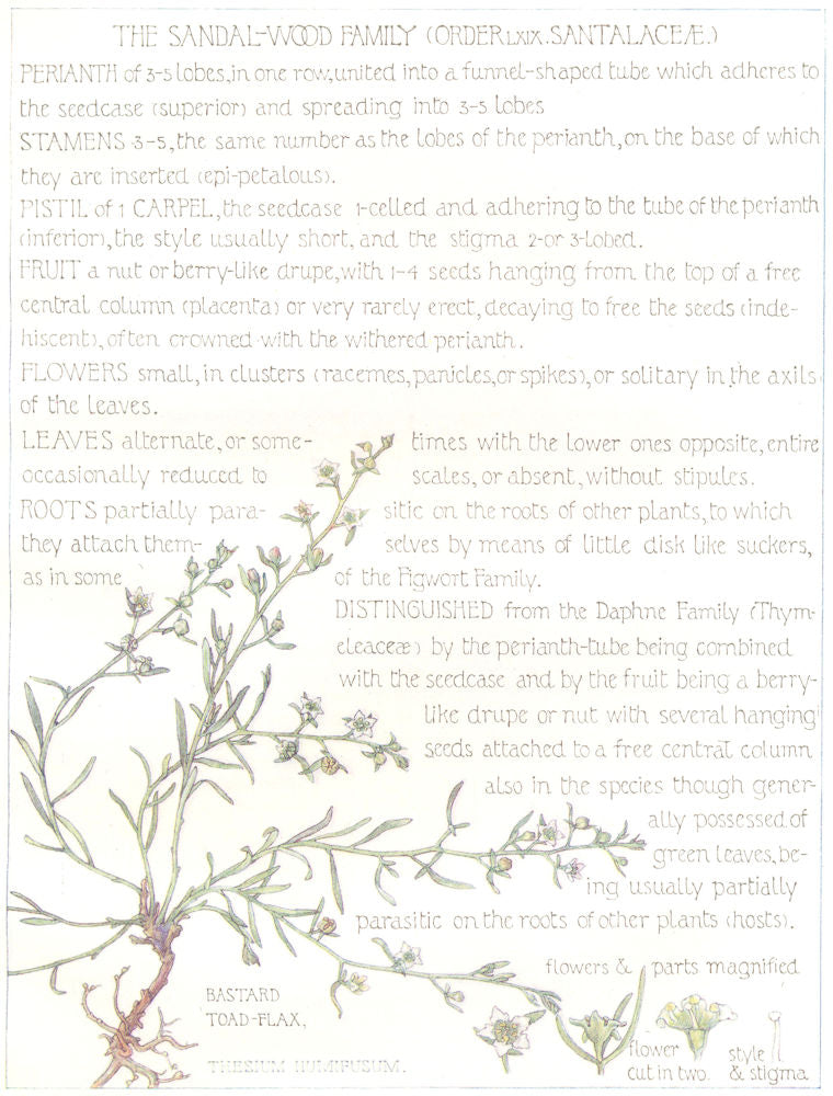 FLOWERS. Sandal-Wood Family. Santalaceae. Bastard Toad-Flax 1907 old print